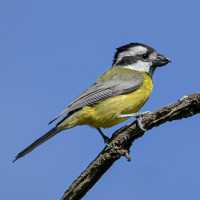 Eastern Shrike-tit